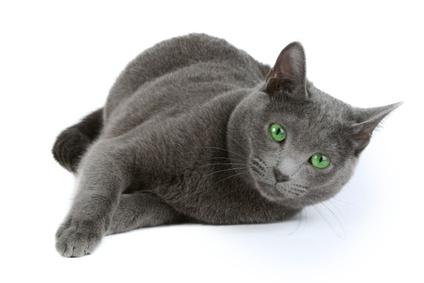 pisica de rasa albastru rusesc