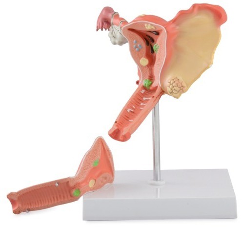 Anatomia sistemului genito-urinar